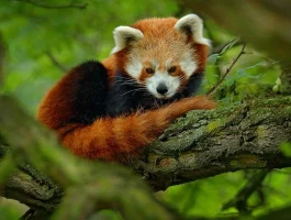 China's Shadow Navy: What's the Endgame?