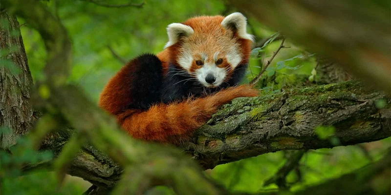 China's Shadow Navy: What's the Endgame?